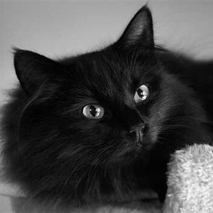 Meet your Posher, Molly